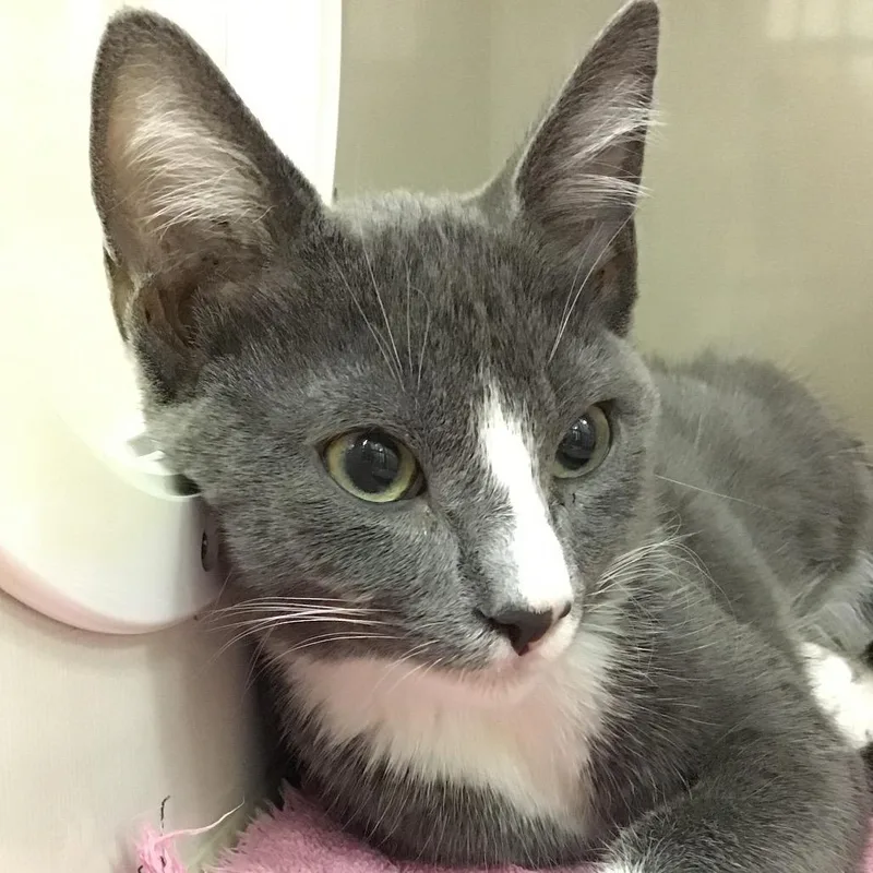 A baby medium-sized male Gray / Blue / Silver Domestic Short Hair cat named Rodney for adoption in Redwood City, CA