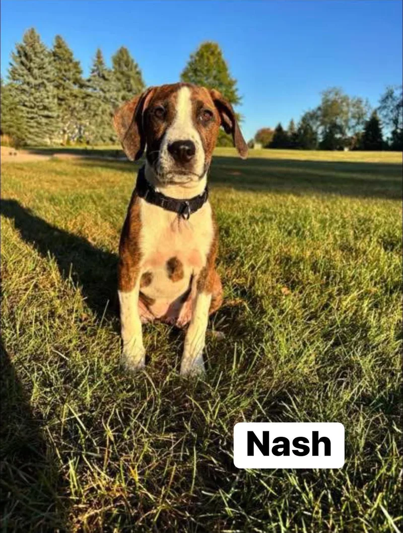 Nash