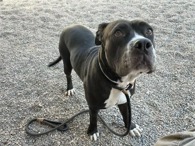 An adult large-sized female Pit Bull Terrier dog named Pepper for adoption in Mesa, AZ