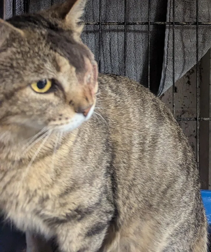 A young medium-sized male Tabby (Brown / Chocolate) Domestic Short Hair cat named Thomas for adoption in Beltsville, MD