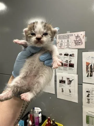 A baby small-sized female Domestic Short Hair cat named Gypsy for adoption in San Martin, CA