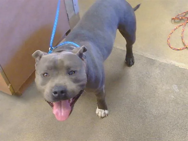 An adult large-sized male Pit Bull Terrier dog named Toad for adoption in Sacramento, CA