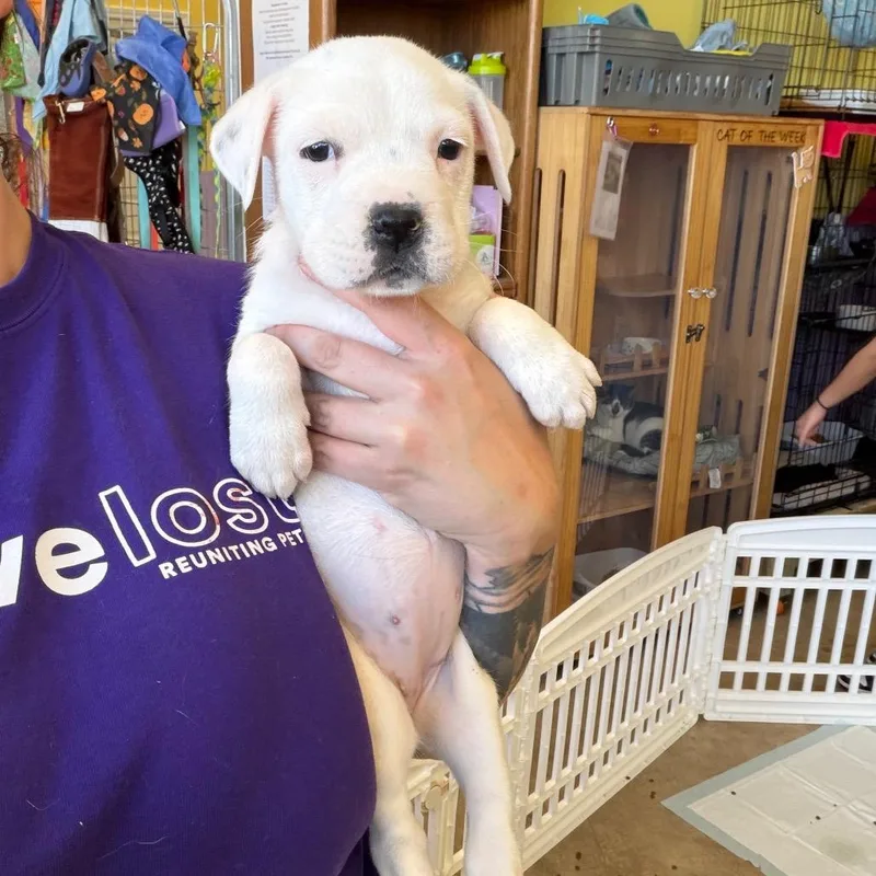 A baby small-sized male Mixed Breed dog named Pumpkin for adoption in Webster, TX