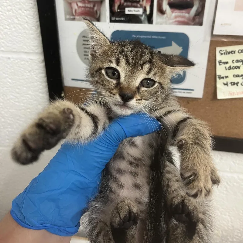 A baby small-sized male Brown / Chocolate Domestic Short Hair cat named Bluey for adoption in Edinburg, TX