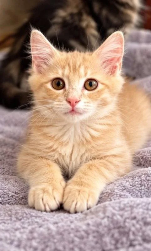 A young medium-sized male Tabby (Orange / Red) Tabby cat named Phil for adoption in Knoxville, TN