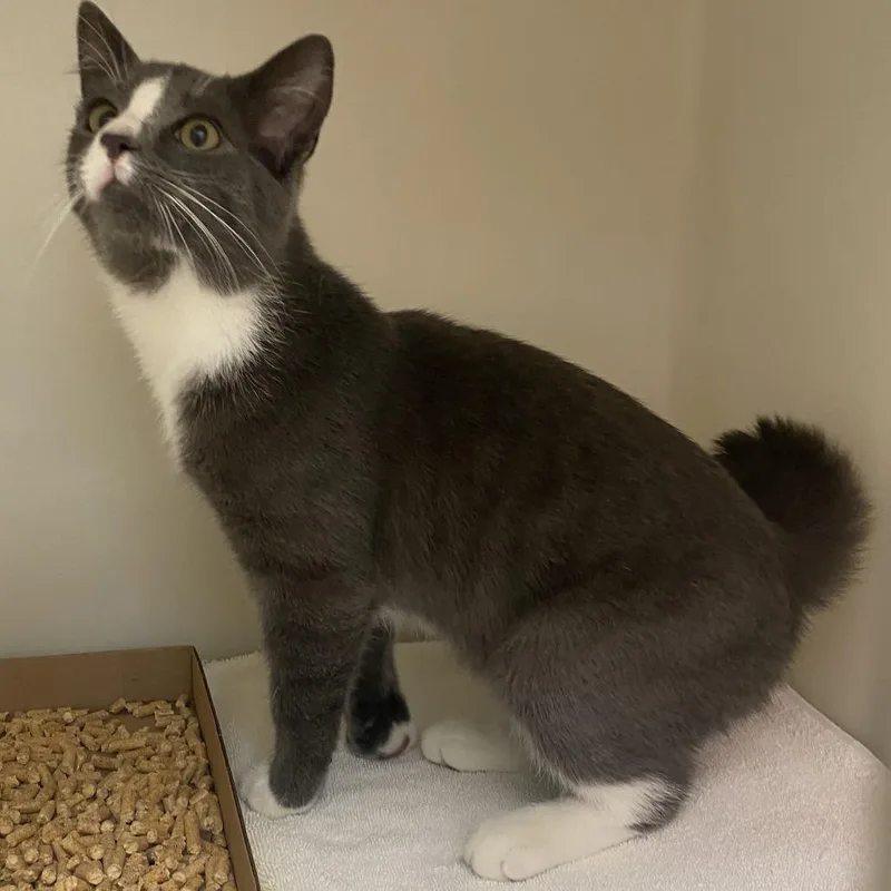 A young medium-sized male Gray / Blue / Silver Domestic Short Hair cat named 72748 for adoption in Harrisonburg, VA