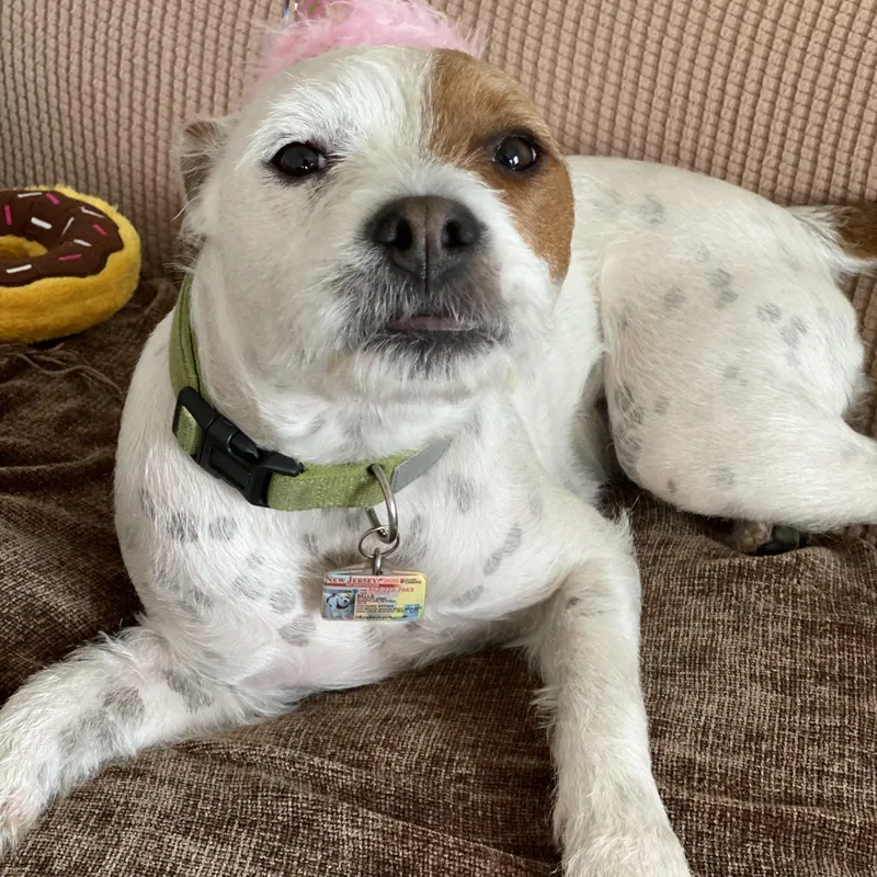 An adult small-sized female Brown / Chocolate Terrier dog named Bella for adoption in Newfoundland, NJ