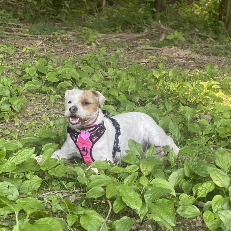 Bella thumbnail 6