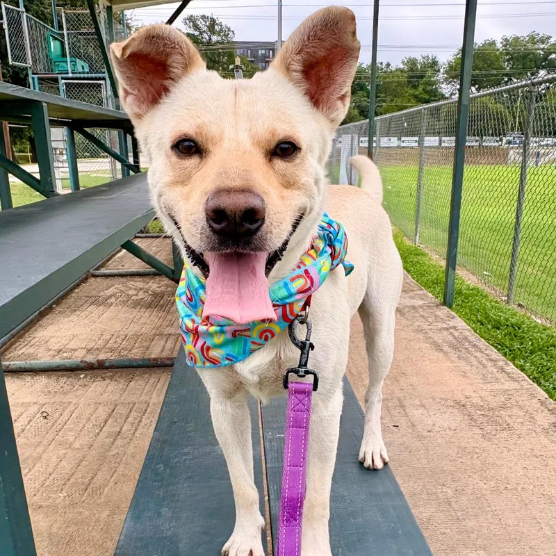 An adult medium-sized male White / Cream Yellow Labrador Retriever dog named Leorio for adoption in Salt Lake City, UT