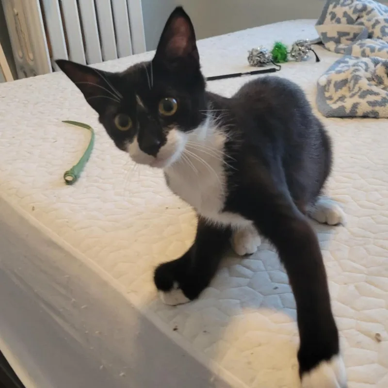 Sweet Potato thumbnail 2