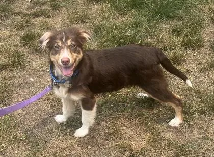 A baby small-sized male Brown / Chocolate Australian Shepherd dog named Chip for adoption in Annapolis, MD