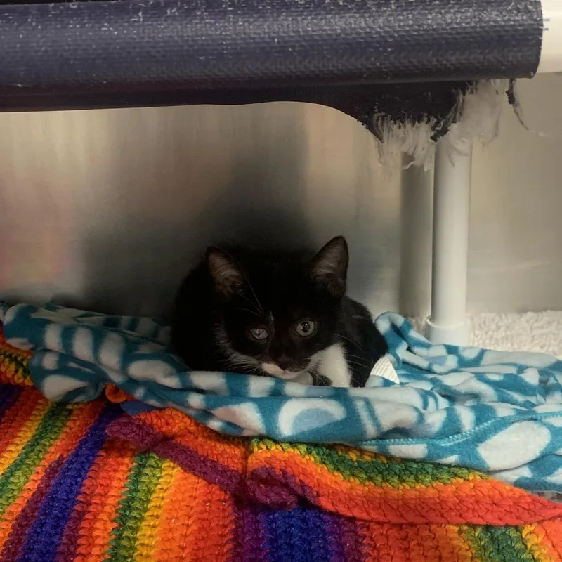 A baby small-sized female Black Domestic Short Hair cat named Billie for adoption in West Palm Beach, FL