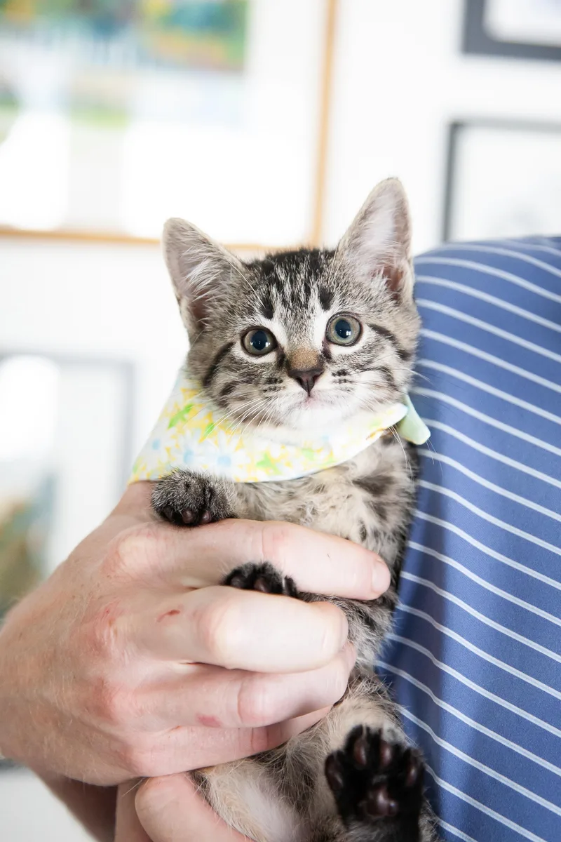 A young medium-sized female Tabby (Brown / Chocolate) Domestic Short Hair cat named Sofia for adoption in Franklin, TN