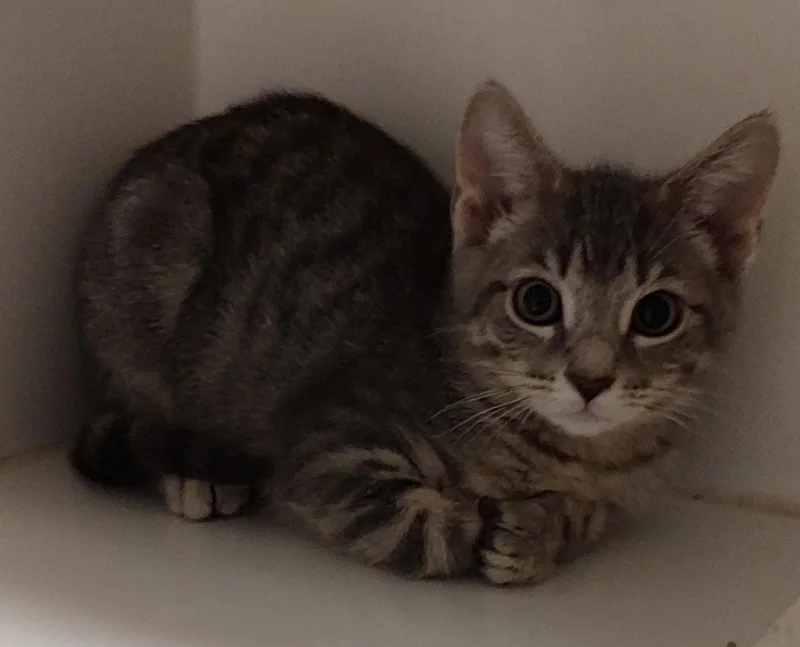 A young medium-sized female Domestic Short Hair cat named Quasar for adoption in Phoenix, AZ