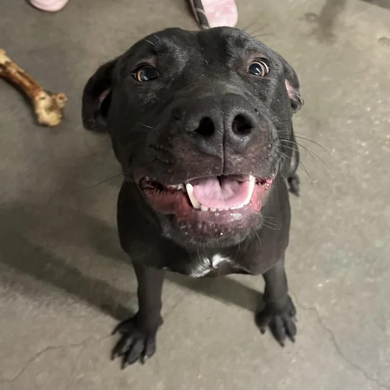 A young medium-sized male Black Terrier dog named Sam for adoption in Tampa, FL