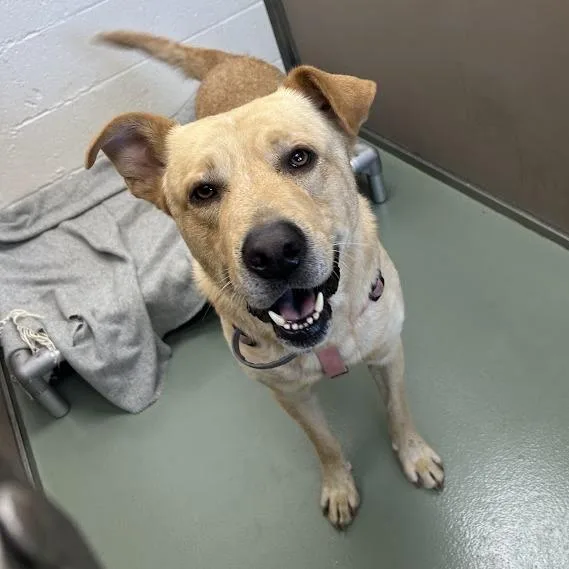 An adult small-sized male Yellow / Tan / Blond / Fawn Chow Chow dog named SVASStray for adoption in Verona, VA