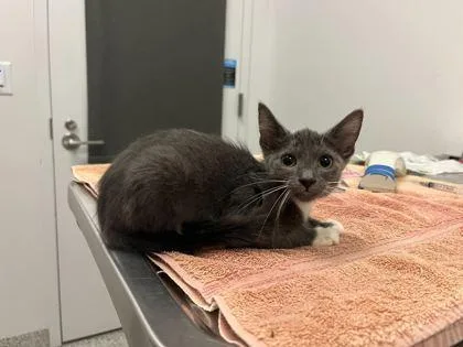 A baby small-sized female Gray / Blue / Silver Domestic Short Hair cat named No Way Home for adoption in Kansas City, MO