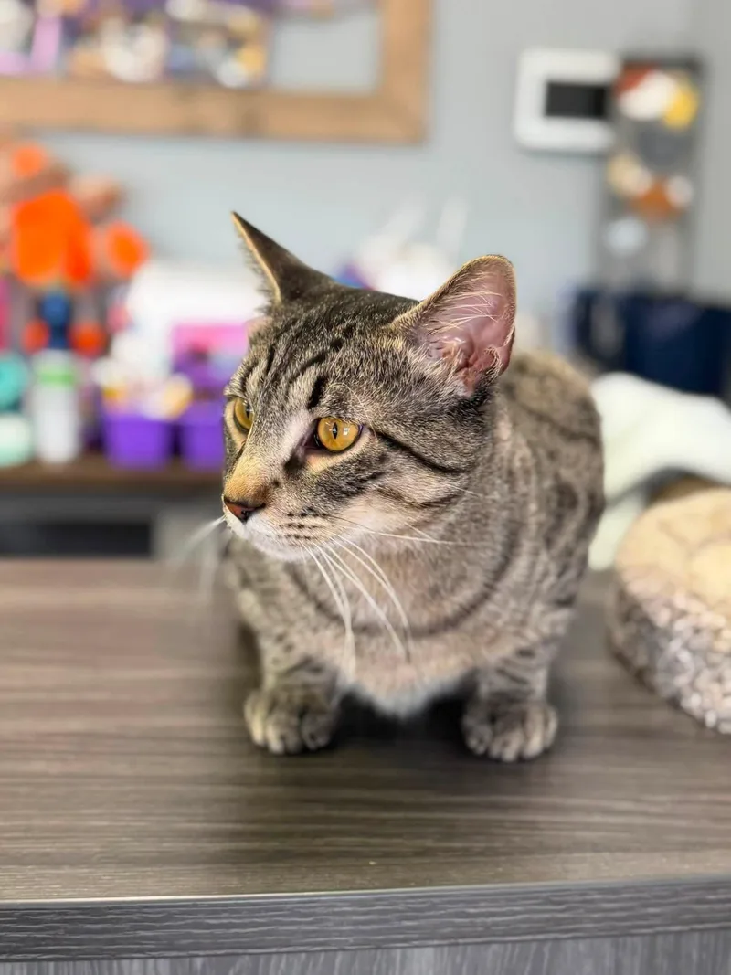 An adult medium-sized male Domestic Short Hair cat named Mr. Grey for adoption in Blaine, MN