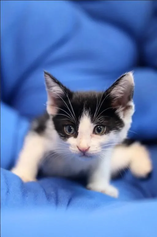 A baby medium-sized male Black & White / Tuxedo Domestic Short Hair cat named Gus for adoption in Chicago, IL