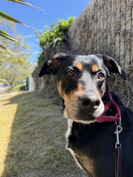 An adult large-sized male German Shepherd Dog dog named Ignacio for adoption in San Diego, CA