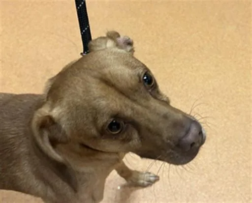 An adult medium-sized male Chihuahua dog named Magilla Gorilla for adoption in Martinez, CA