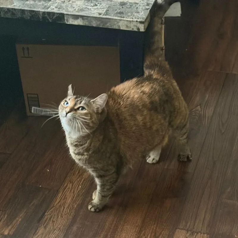A senior large-sized female Torbie Domestic Short Hair cat named Bb for adoption in Chantilly, VA