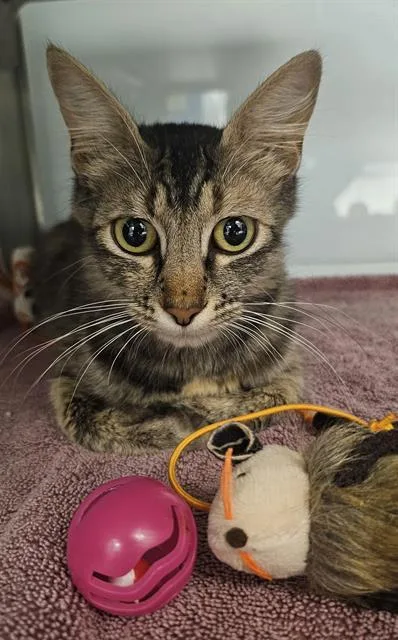 Norma