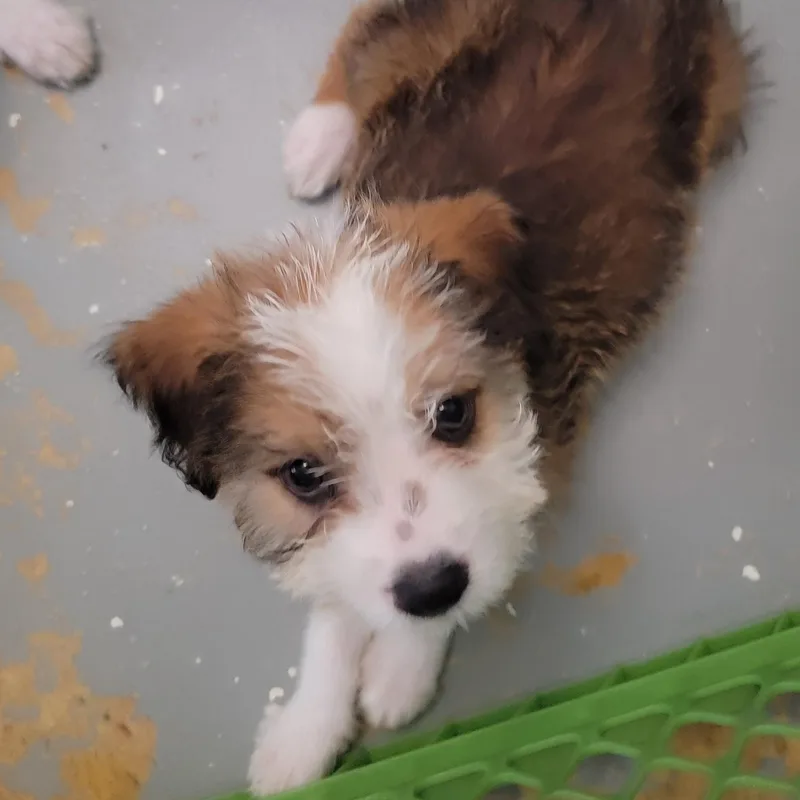 A baby medium-sized female Mixed Breed dog named Aggie for adoption in ISABELA, PR