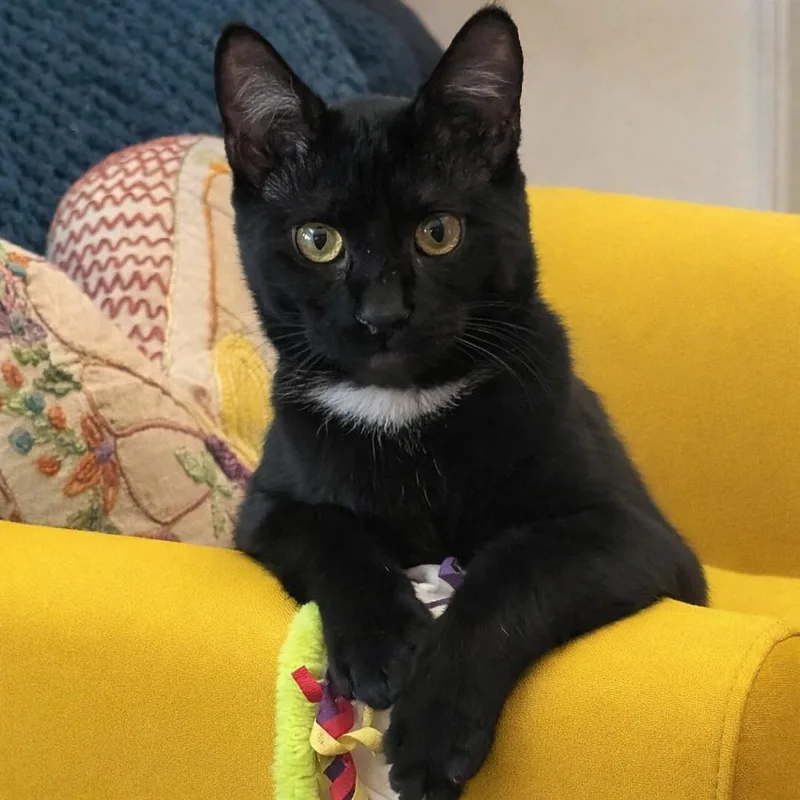 A baby medium-sized male Domestic Short Hair cat named Sylvester for adoption in Sanford, NC