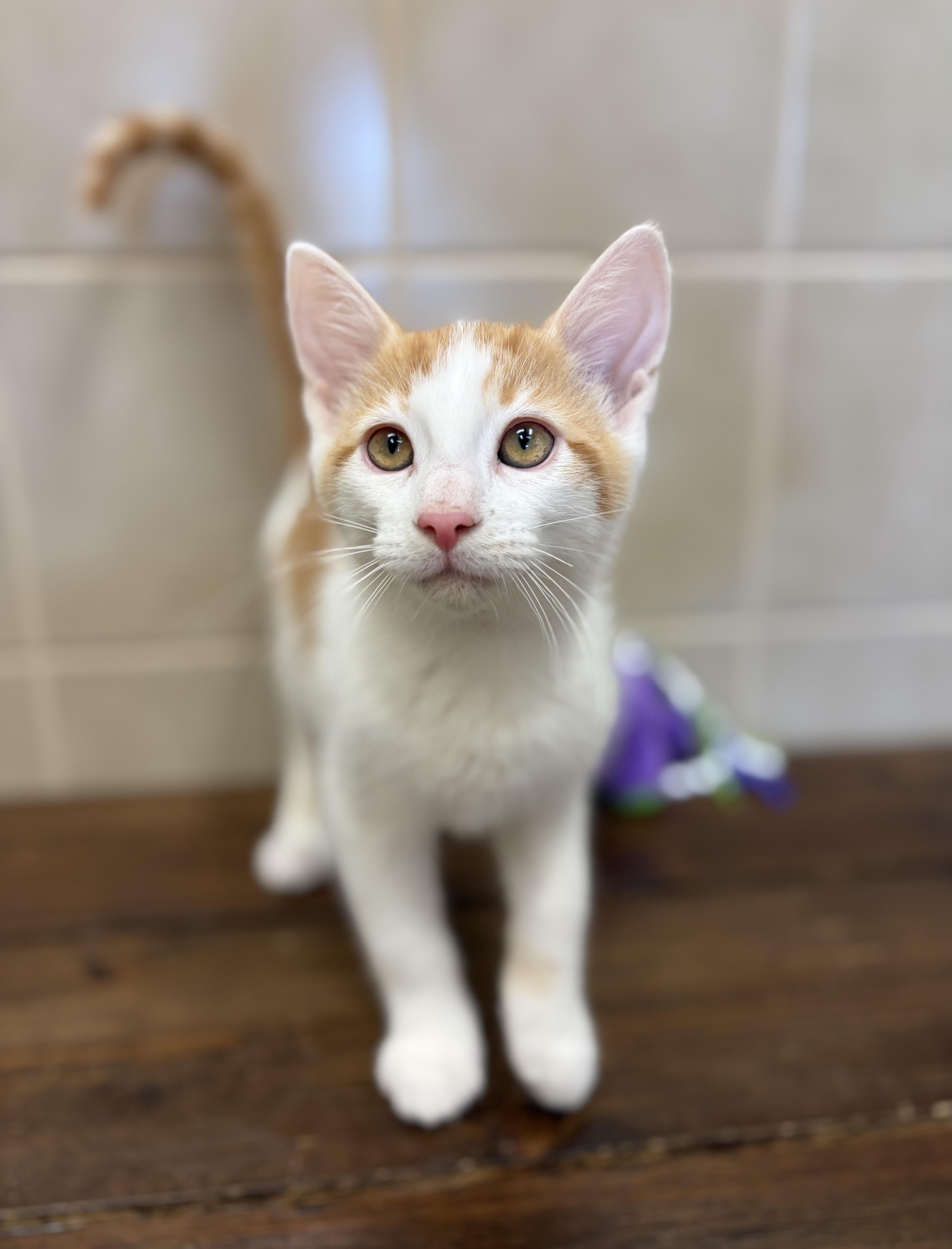 A baby medium-sized male Orange & White Domestic Short Hair cat named Swiss for adoption in Kerrville, TX
