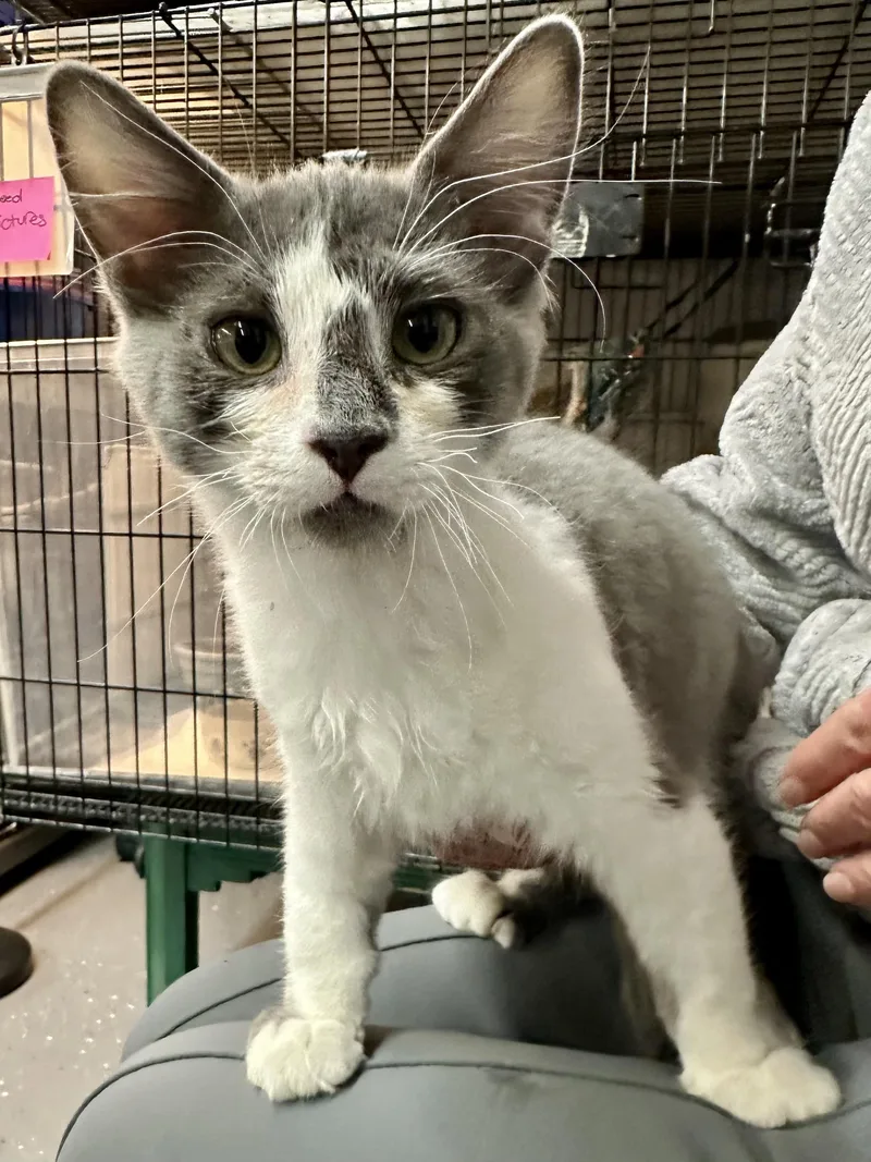 A baby small-sized male Domestic Long Hair cat named Ash for adoption in Wasilla, AK