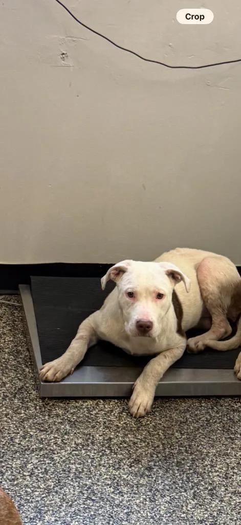 A baby medium-sized female Mixed Breed dog named Sunnie for adoption in Columbia, TN