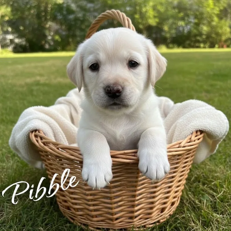 Pibble thumbnail 2