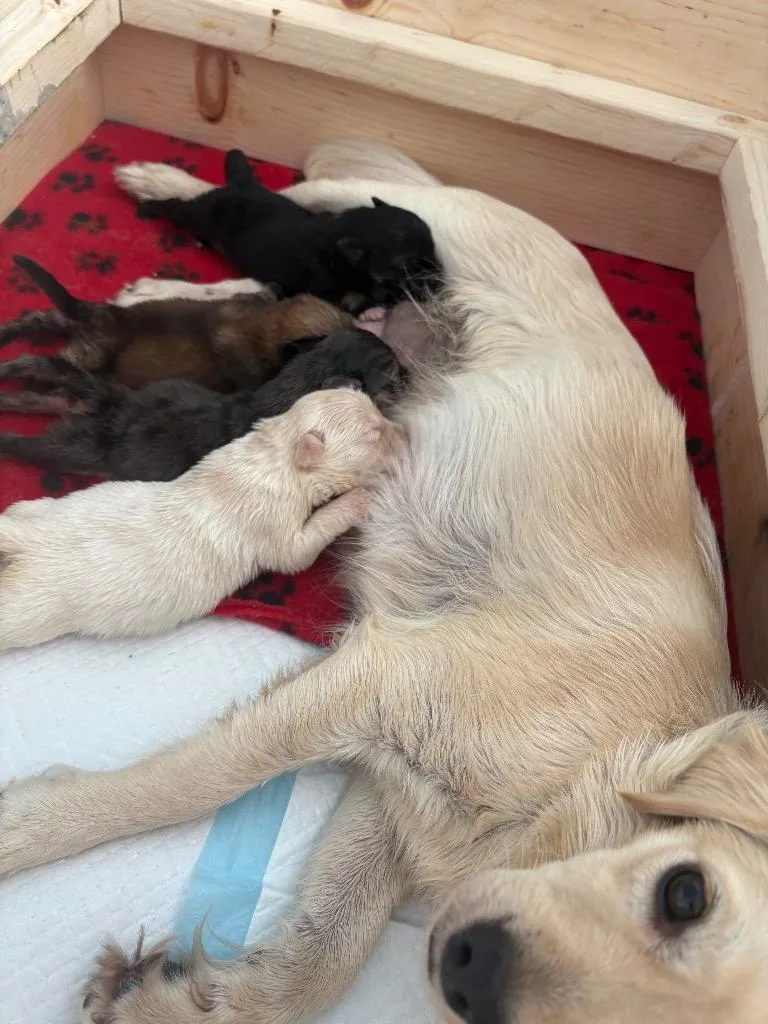 Pibble thumbnail 3