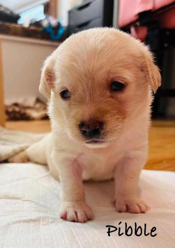 Pibble thumbnail 4