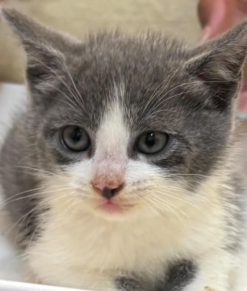A baby small-sized female Domestic Short Hair cat named Cookie for adoption in Elizabethton, TN