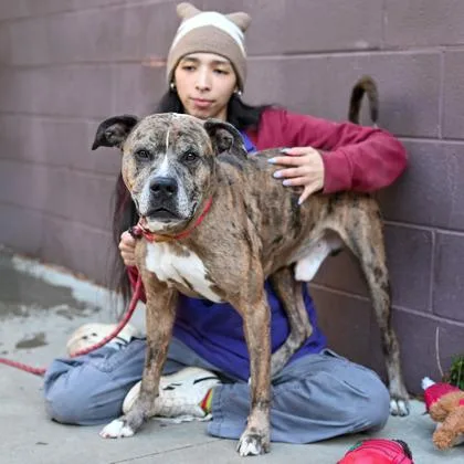 An adult large-sized male Mixed Breed dog named Peregrine for adoption in Chamblee, GA