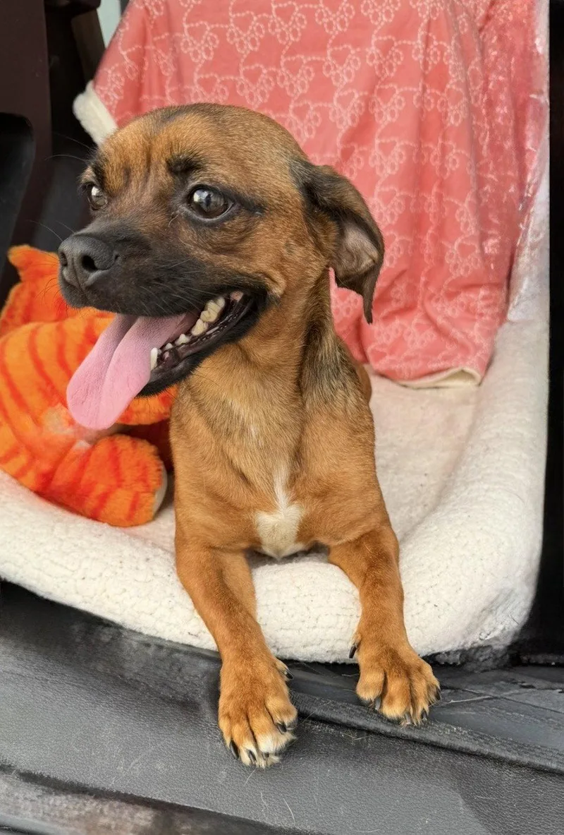 Daisy Happy Girl Energy thumbnail 2