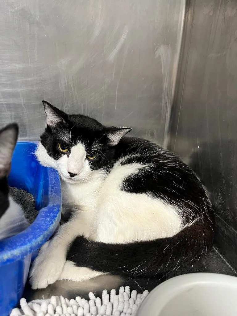 A young large-sized male Domestic Short Hair cat named Victor for adoption in Hopkinsville, KY