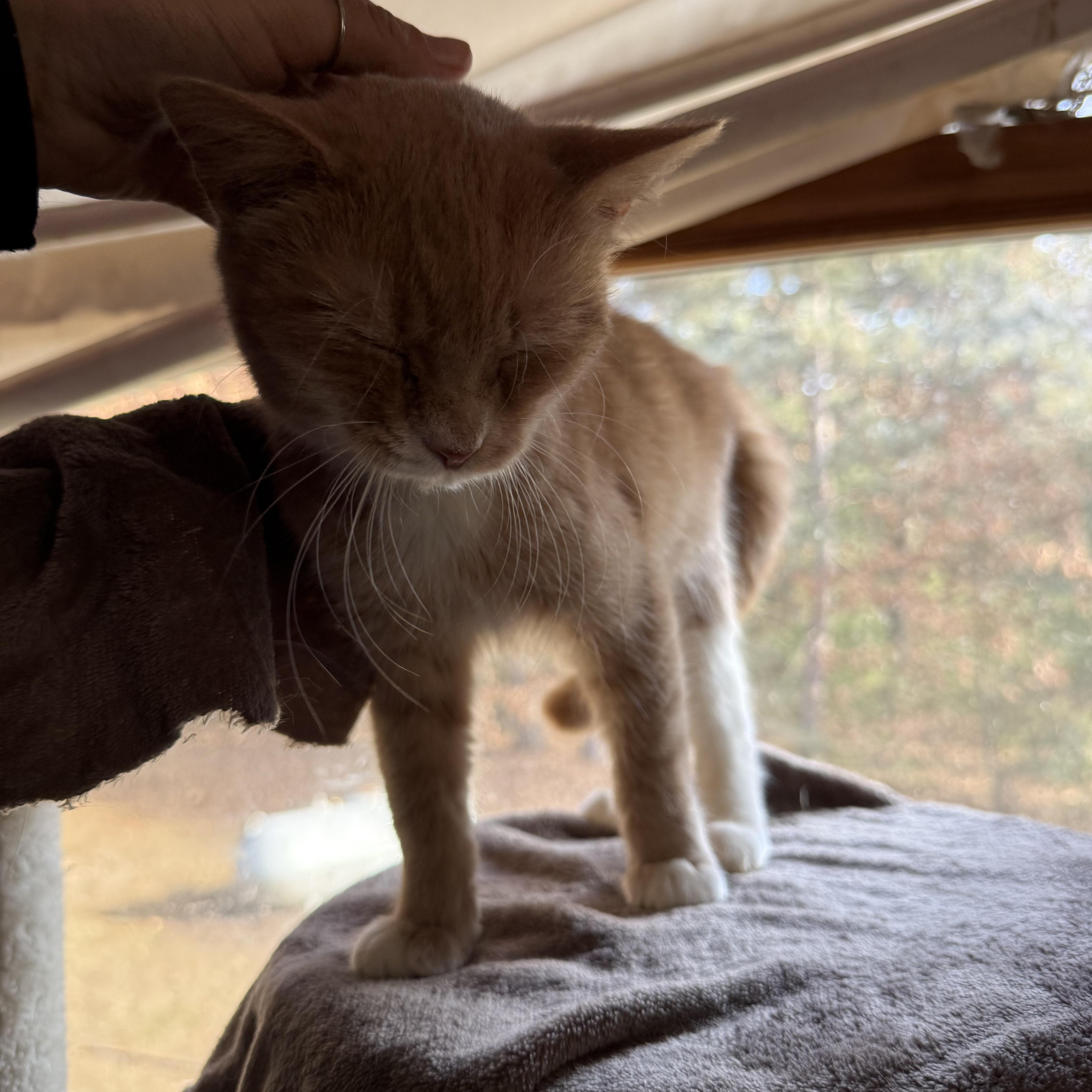 Strawberry thumbnail 2