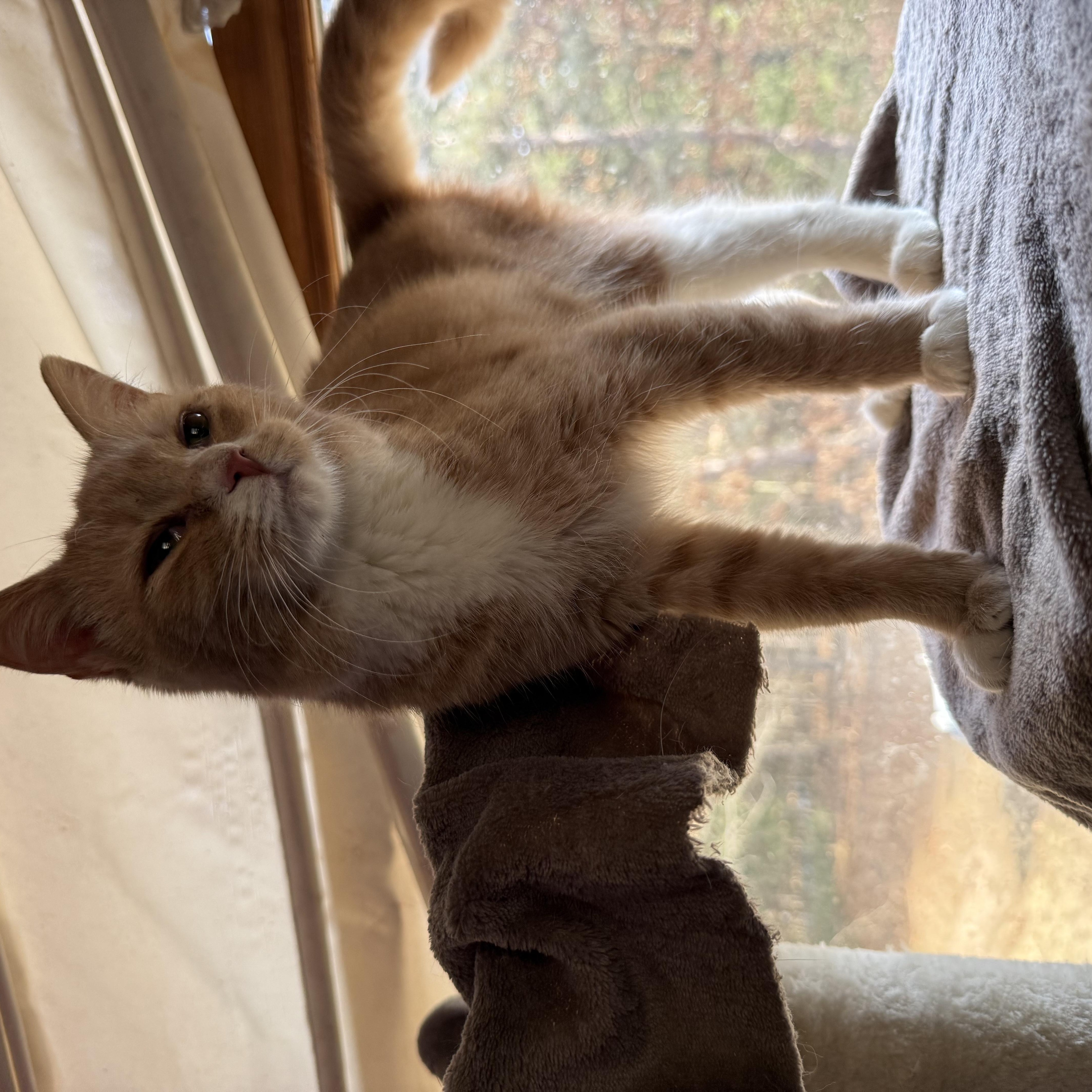 Strawberry thumbnail 3