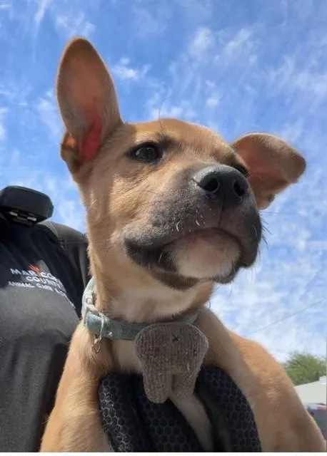 A baby large-sized male German Shepherd Dog dog named Charm for adoption in Phoenix, AZ
