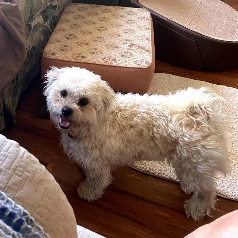 A young small-sized female White / Cream Shih Tzu dog named Daisy for adoption in Crystal, MN