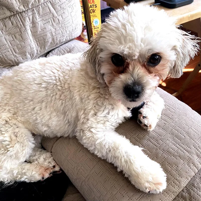 Daisy thumbnail 2