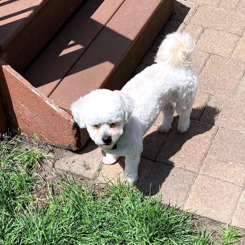 Daisy thumbnail 3