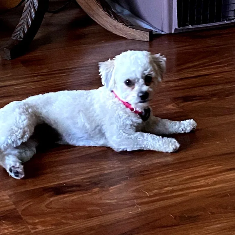 Daisy thumbnail 5