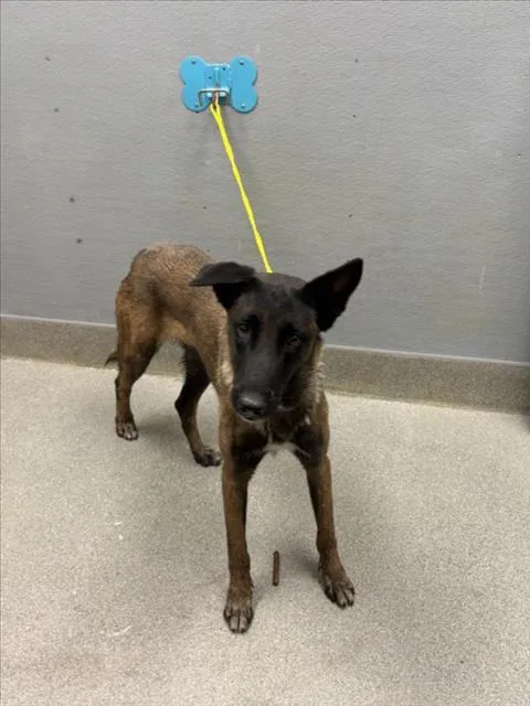 An adult large-sized female Belgian Shepherd / Malinois dog named Shanin for adoption in Las Vegas, NV