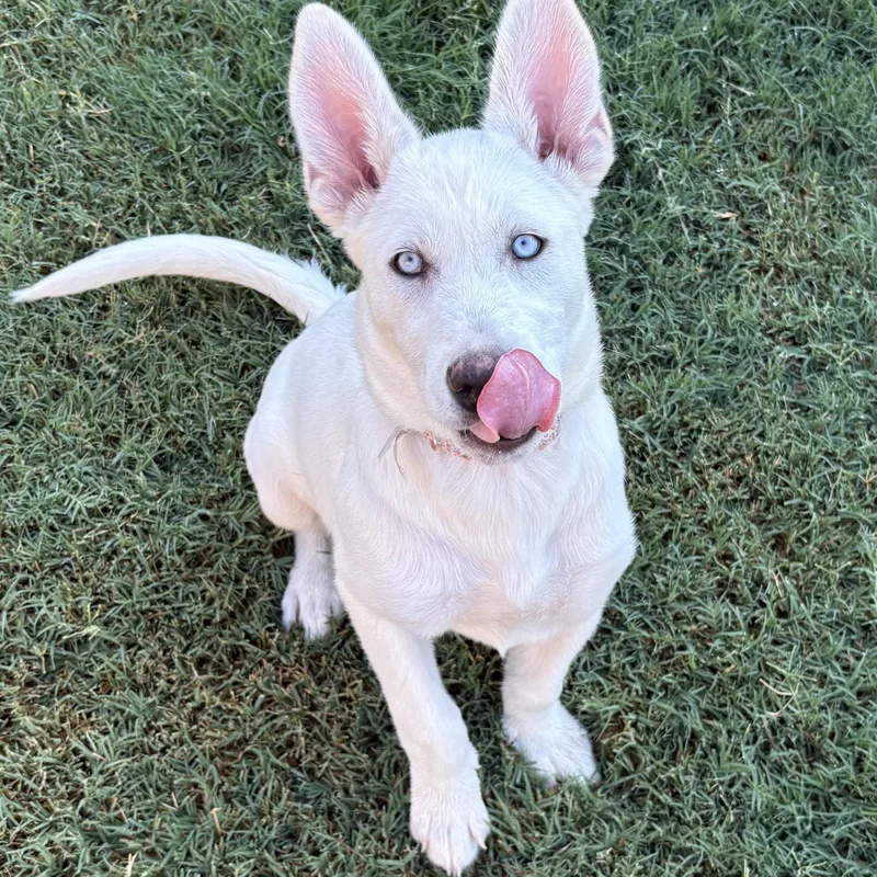 A baby medium-sized female Siberian Husky dog named Navy for adoption in Krum, TX