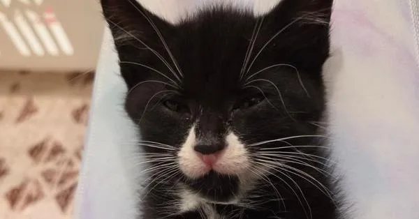 A baby small-sized male Domestic Short Hair cat named Mustache Man for adoption in Skippack, PA