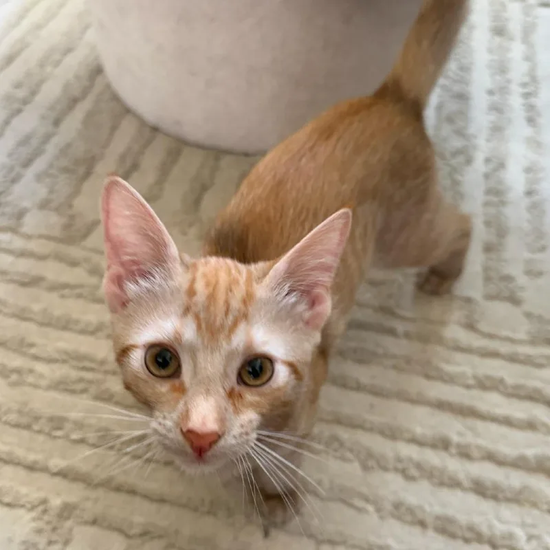 A baby small-sized male Orange / Red Domestic Short Hair cat named Ferb for adoption in Los Angeles, CA